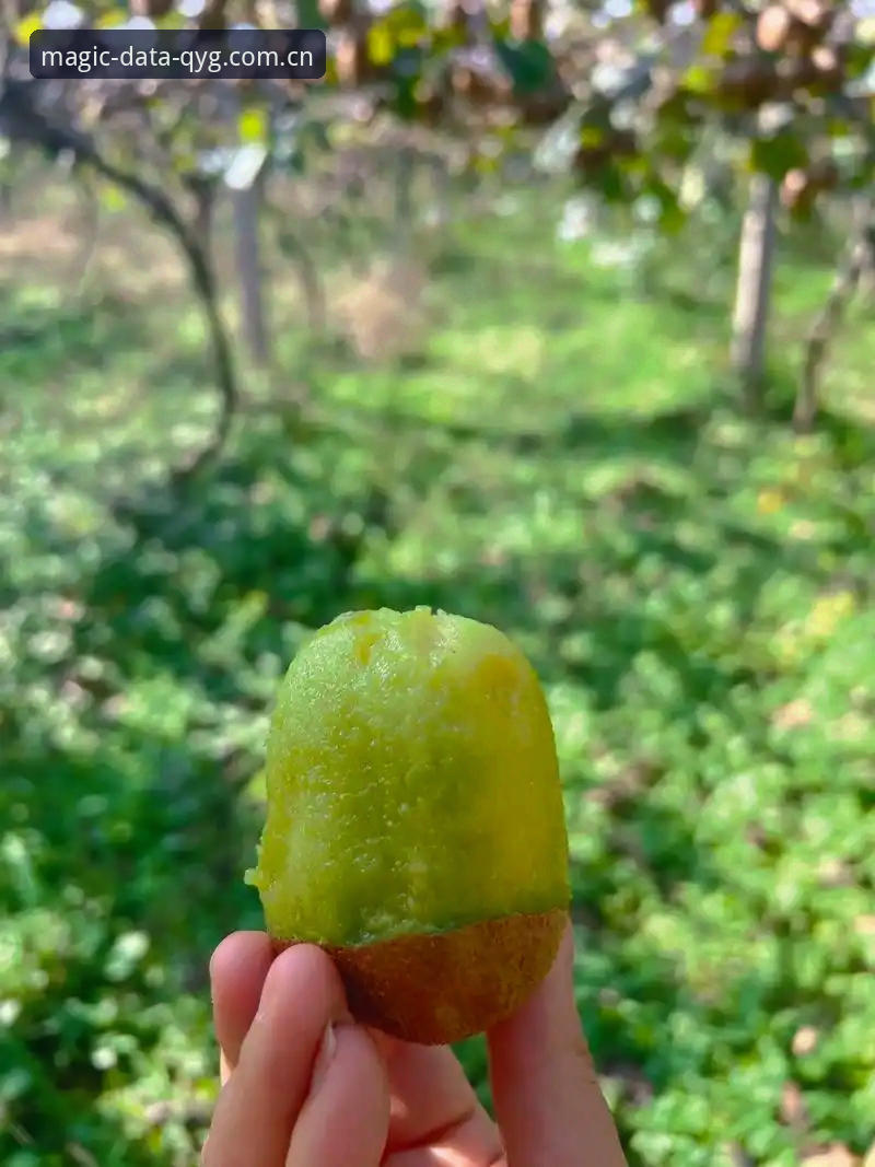 奇异果体育评价 奇异果体育评价到底如何?用户真实体验与行业深度解析告诉你答案